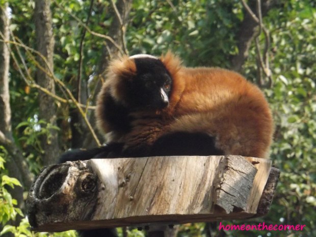 red furred lemur