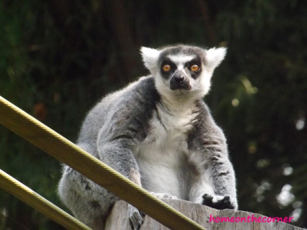 ring tailed lemur