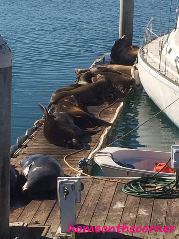 Sunbathing Seals
