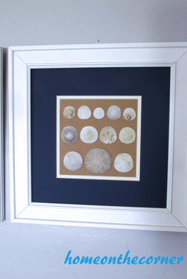 seashell speciman frame sand dollars