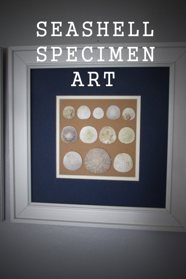seashell specimen art title