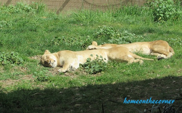zoo trip lions