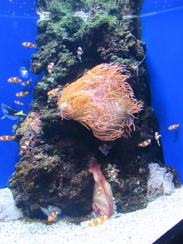 hawaii aquarium 1