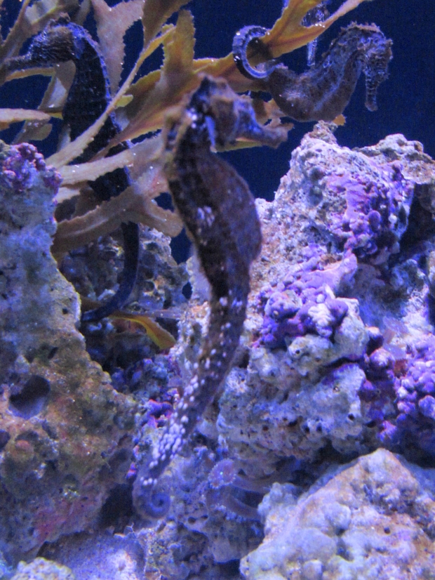 hawaii aquarium 18