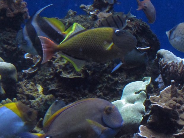 hawaii aquarium 21
