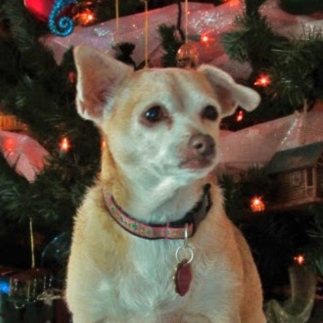 chica at Christmas