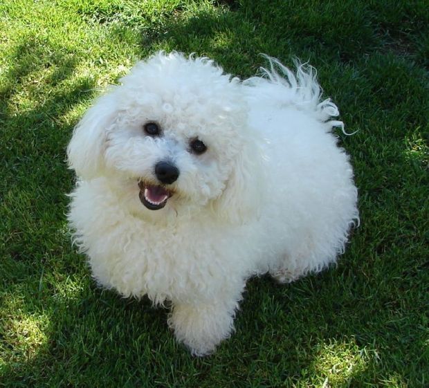 20664738_1527842103962133_7413206895948812603_n