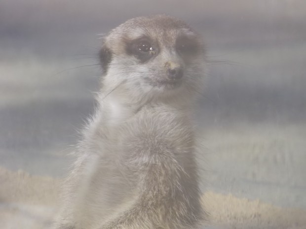 Meerkat