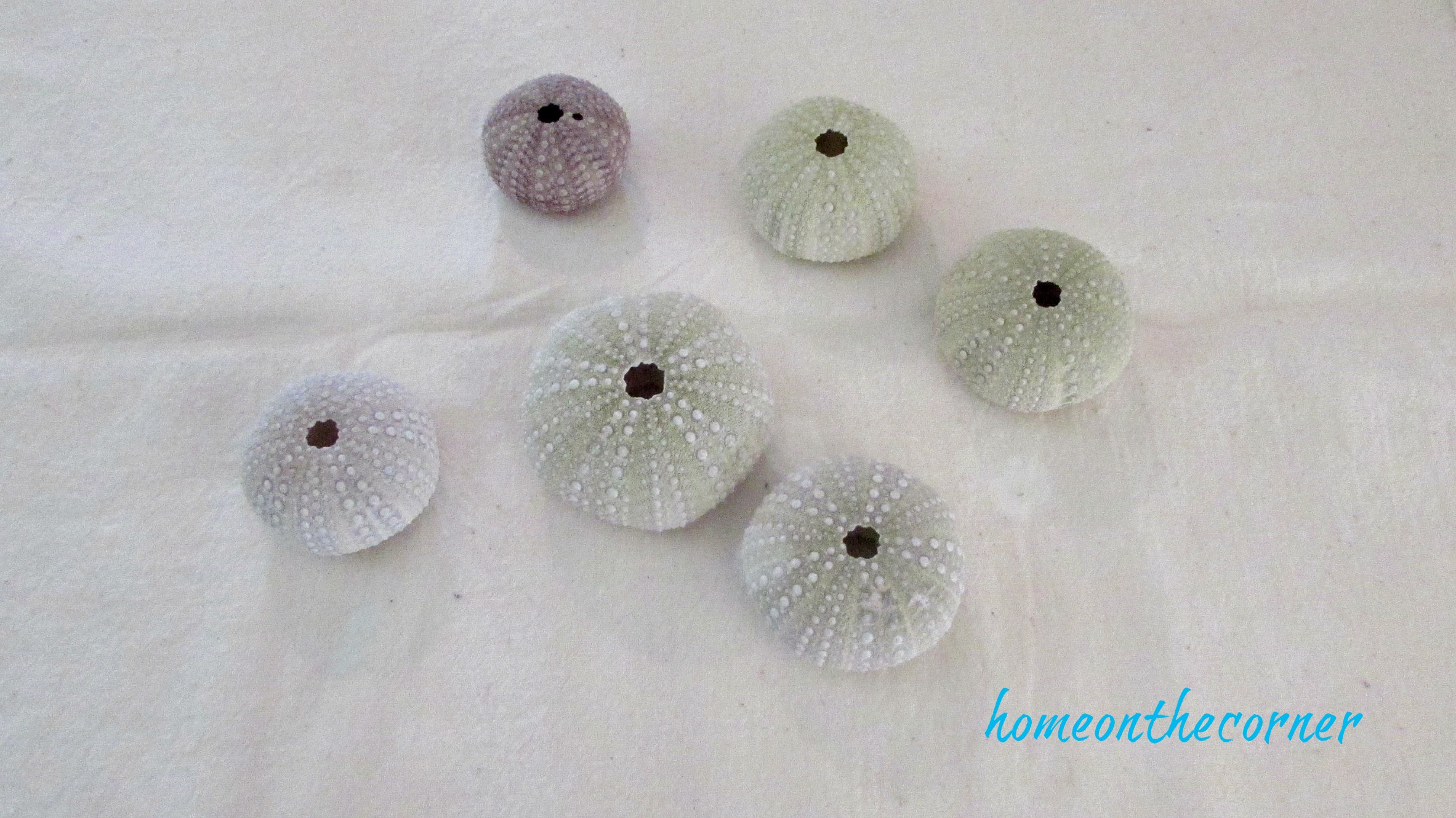 ornament exchange 2017 sea urchin