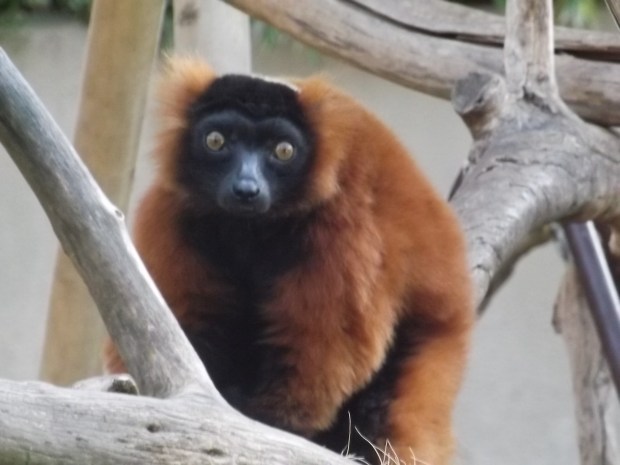 Red Ruffed Lemur