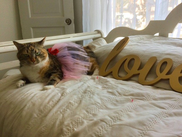 Valentines Day Pets Kiara