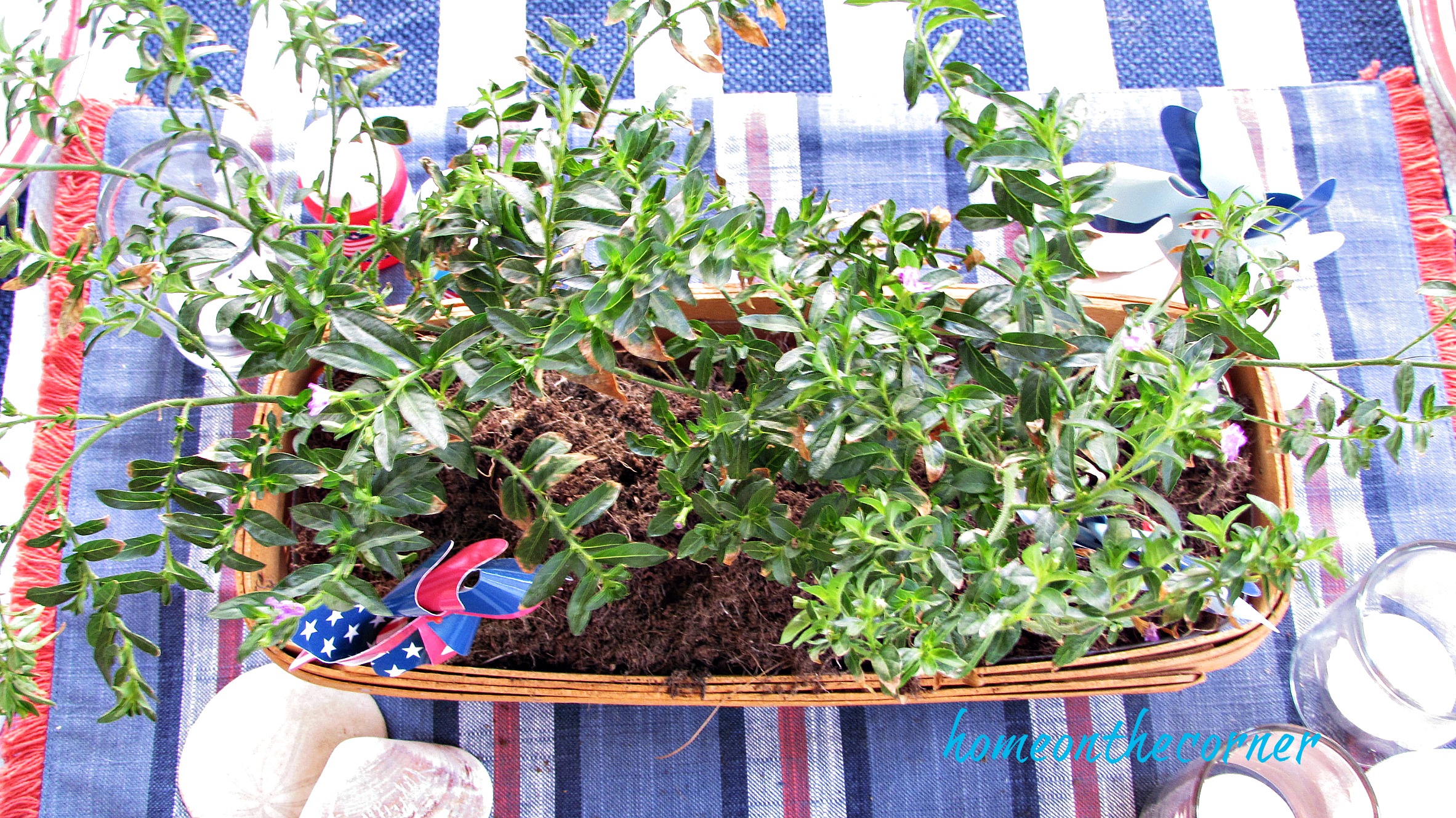 red, white and blue plant centerpiece