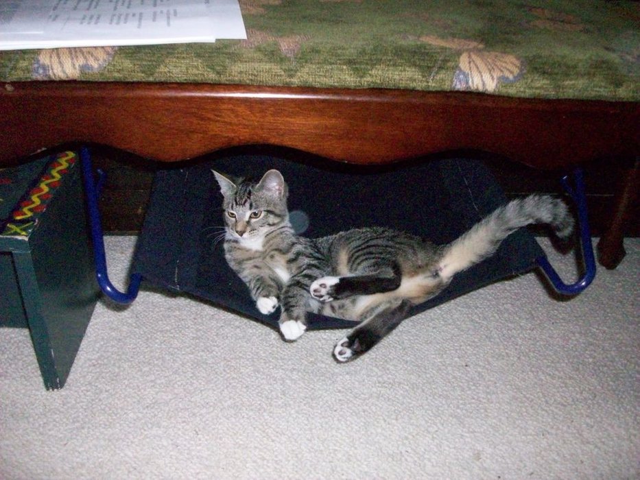 Simple Cat Hammock.jpg
