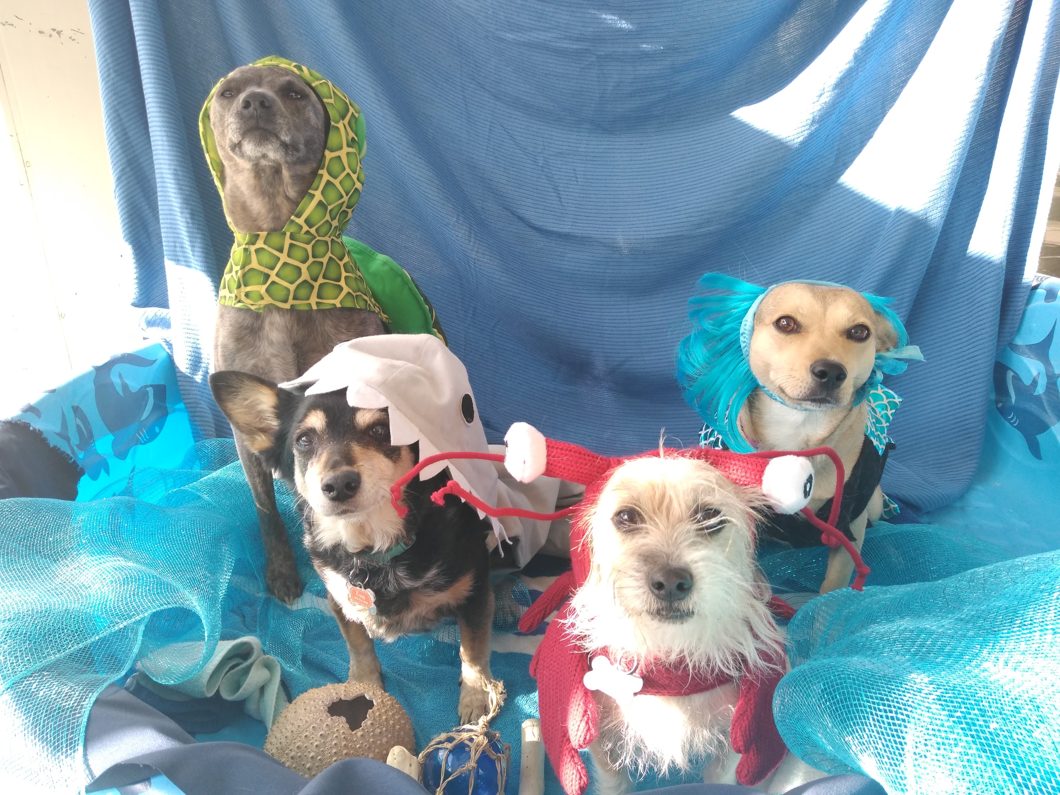 Sea Creature Dress Up