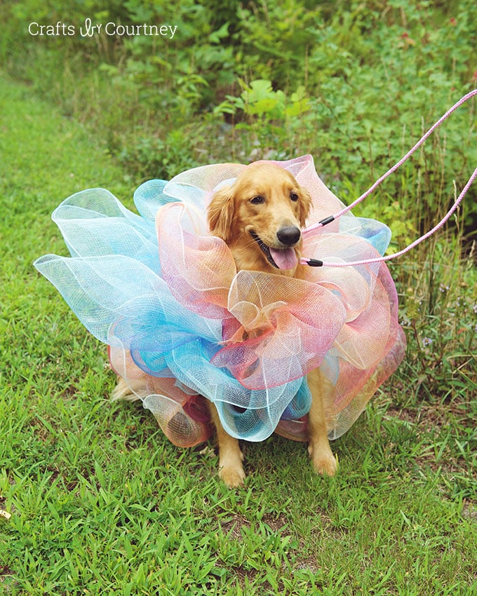 luffa-dog-costume-outside.jpg