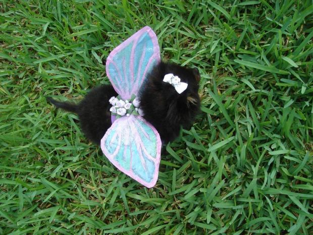 Puppy Fairy Wings.jpg